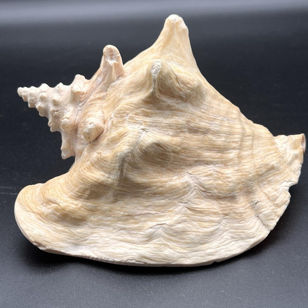 Large Queen Conch Shell 8x6.5x5 Pink Tan Ocean Nautical Decor Beach Boat 2.56lbs